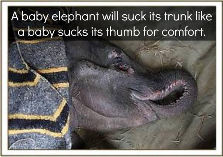 Jeste li znali: Kako beba slonić siše palac?