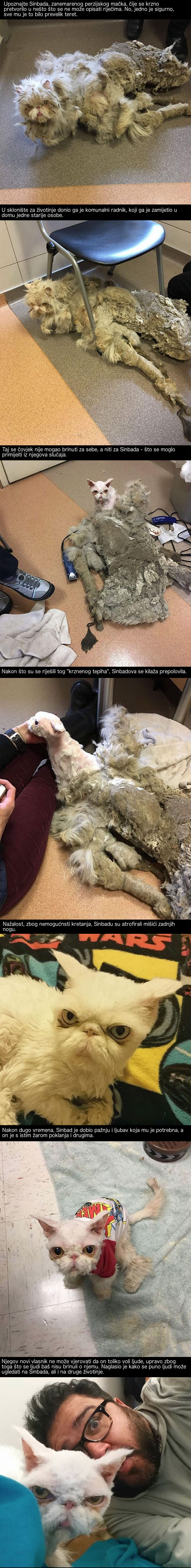 Kada su ga pronašli njegovo je krzno izgledalo poput istrošenog tepiha, a onda je doživio divnu transformaciju