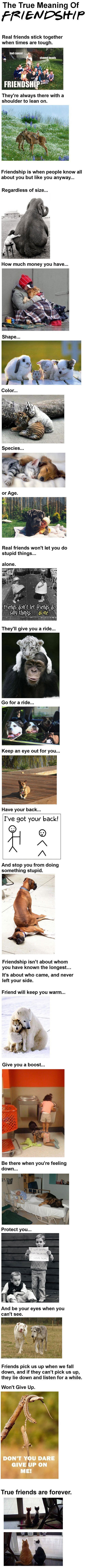 Slažete li se s ovom definicijom pravog prijateljstva?