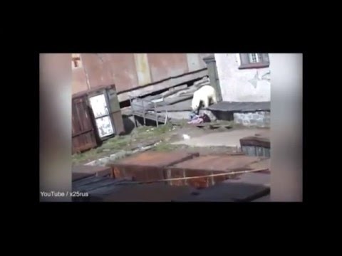 STRAVA U RUSIJI: Luđak bacio živog psa polarnom medvjedu koji je napadao ženu!