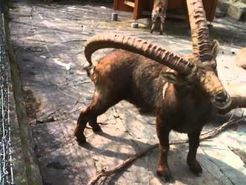 NEVJEROJATNO OTKRIĆE: Pogledajte što ibeks radi s rogom.. khm