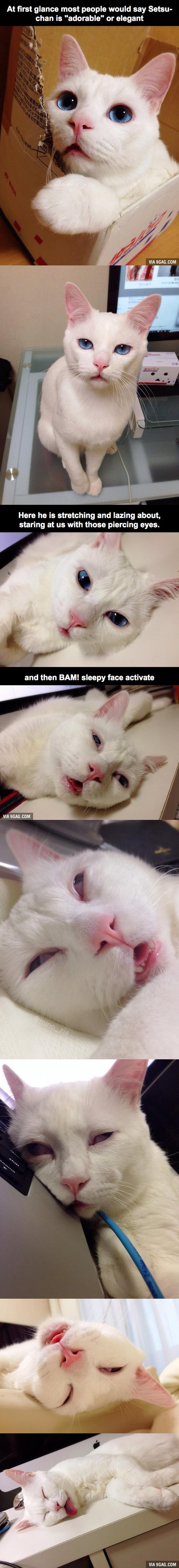 Galerija: Lijepa maca postaje urnebes kad zaspi