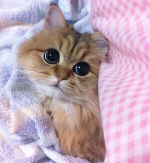 A priča za laku noć..pliz?