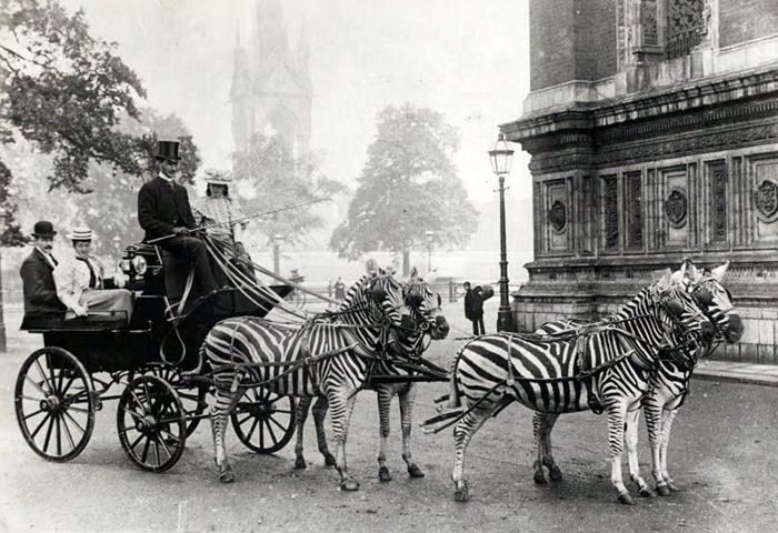Kad te na zebri pregazi jureća zebra: 