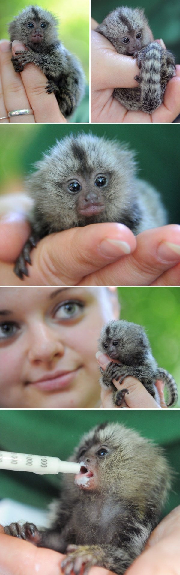 Stane u šaku: Još jedno preslatko majmunče stiglo na svijet