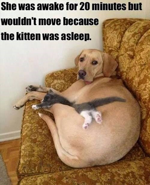 Ljubav je kad maca spava, a ti je ne budiš...