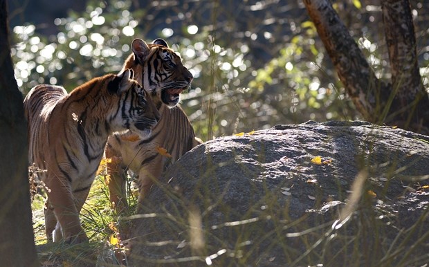 Te veličanstvene velike mačke - tigrovi