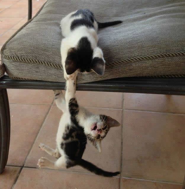 Prijatelj u nevolji je prijatelj pravi!