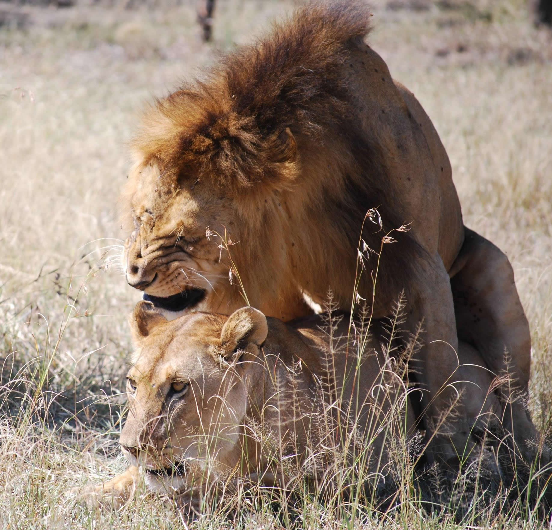 Lav bijesan što draga nije presretna ljubavnom izvedbom