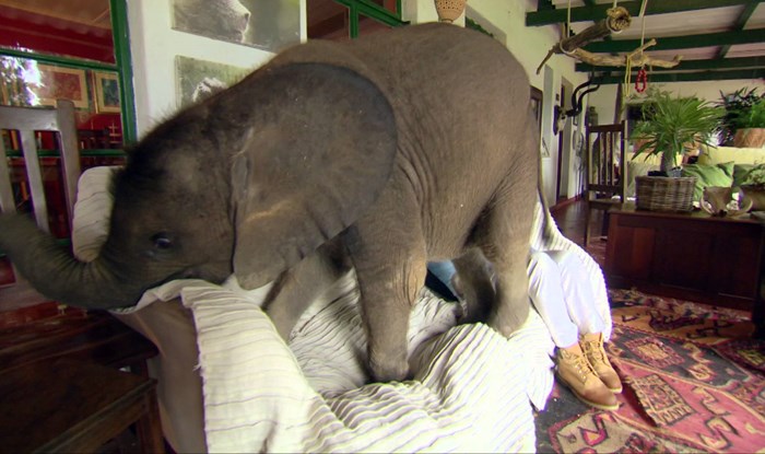 Izgubljeni slonić spašen iz poplave postao urnebesni mali huligan koji krade po kuhinji!