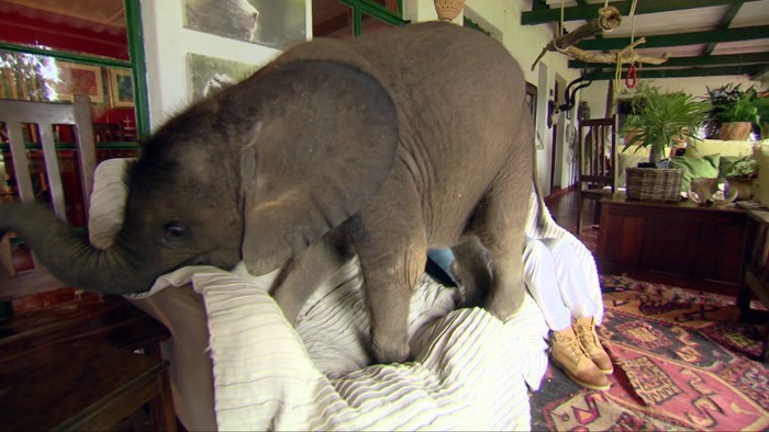 Izgubljeni slonić spašen iz poplave postao urnebesni mali huligan koji krade po kuhinji!