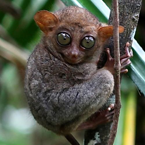 Ajme, kolike oči imaš!