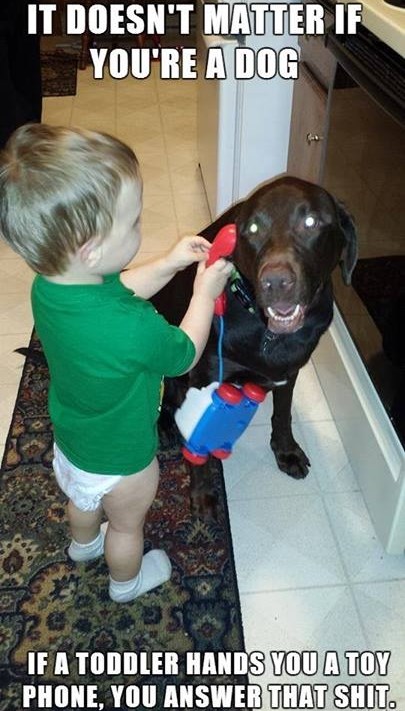 Nikad ne reci ne svom dvonožnom gnjavatoru