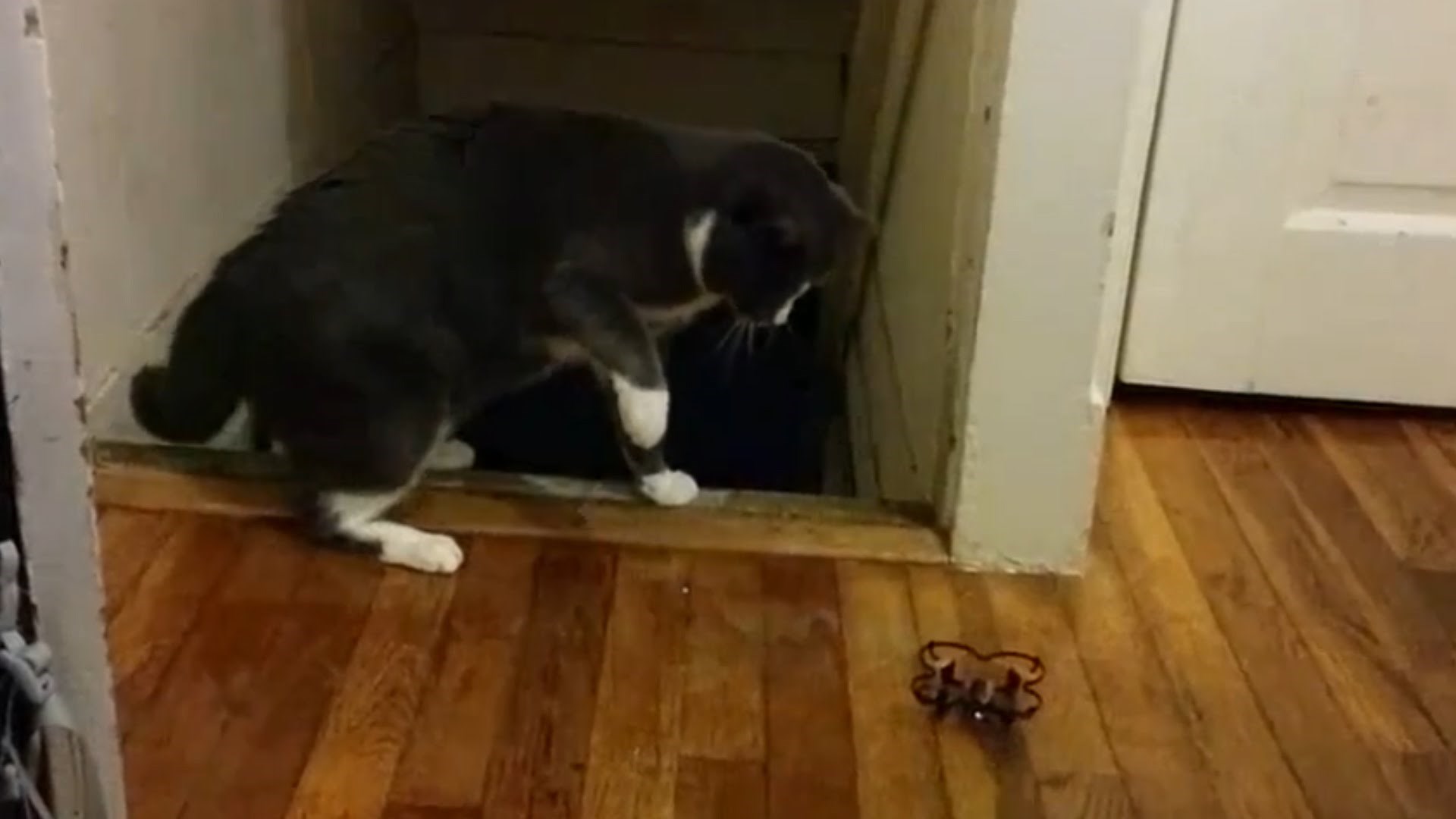 kad se mačke prepadnu..video