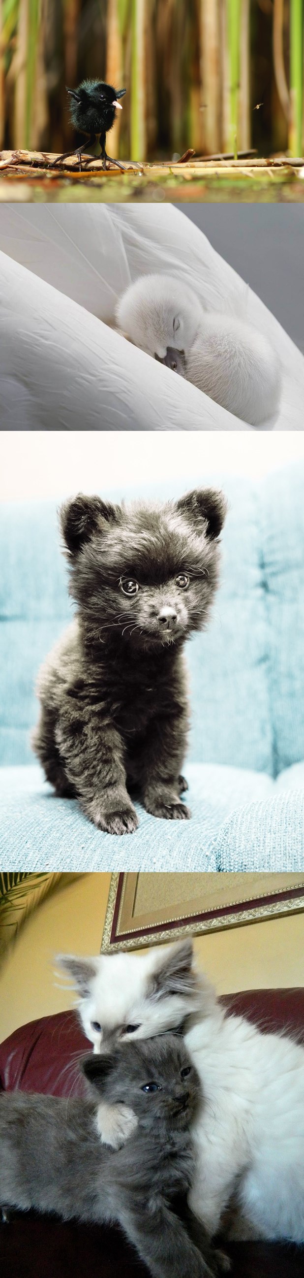 Slatke životinjice svaka u svom svijetu