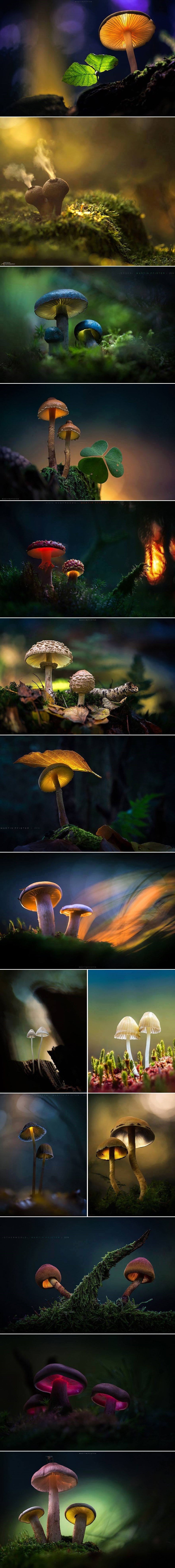 GALERIJA: Svijet gljiva kroz oči umjetnika