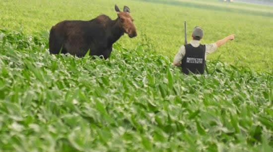 Legenda nad legendama: Kanadski čuvar s autoritetom