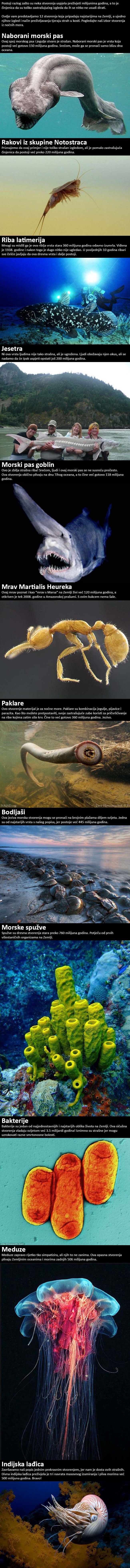 Strašan izgled ili snalažljivost? Predstavljamo vam 12 dugovječnih drevnih stvorenja