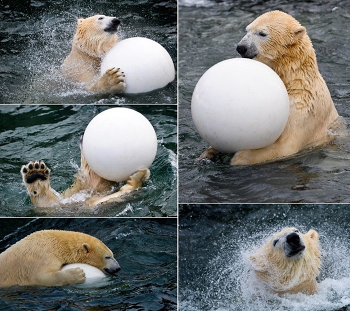 Polarni medo Sprinter dobio loptu za peti rođendan
