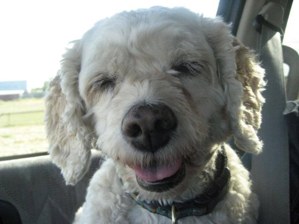 Od uha do uha: Sretni psić razvukao osmijeh :)