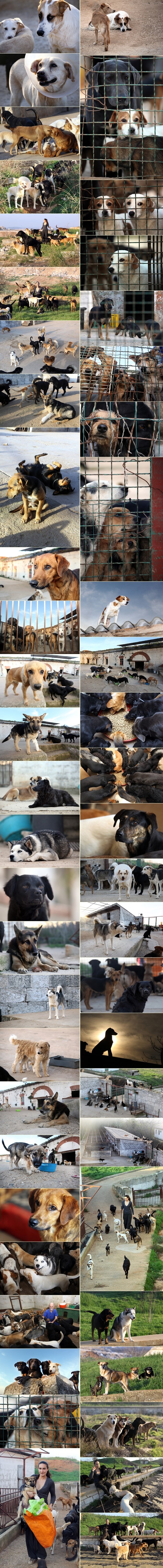 Oni čekaju nove vlasnike - psi s tvrđave Kaštijun