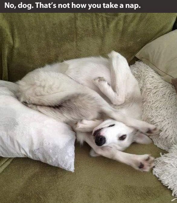 Psi vole pronaći bizarne poze za spavanje