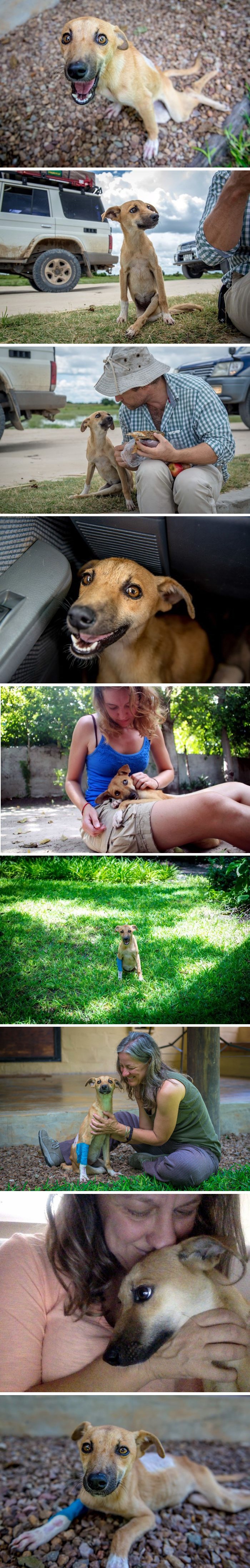 Paralizirana kujica se vukla miljama kako bi potražila pomoć 