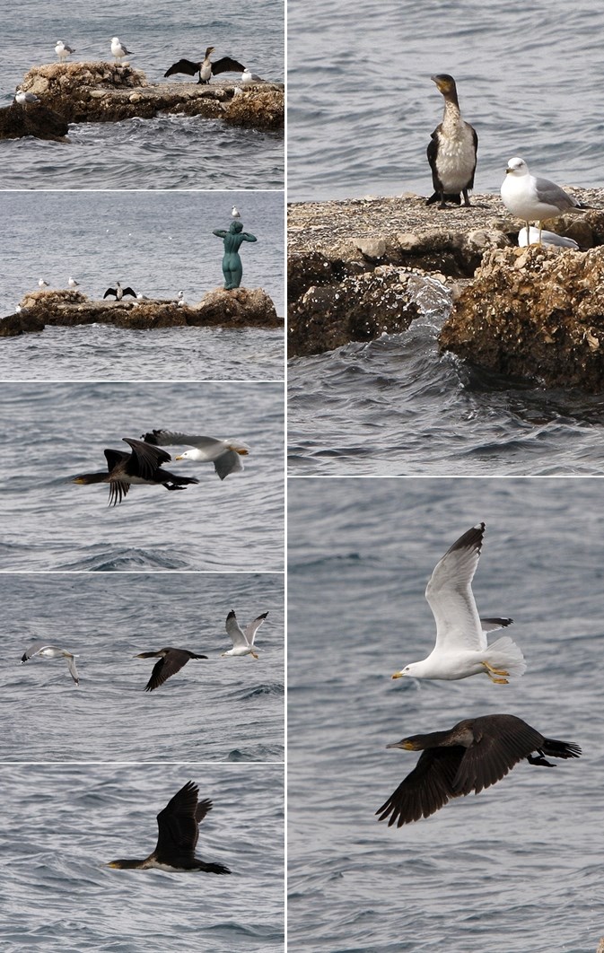 Usamljenom kormoranu galebovi pravili društvo u letu