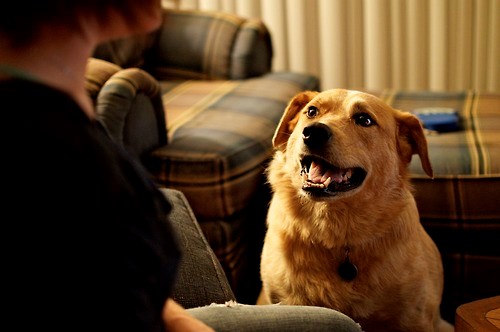 Na psu se kuži kad te voli