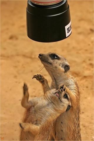 E bogme nećeš, ja ću bit na naslovnici, dolje njušku!