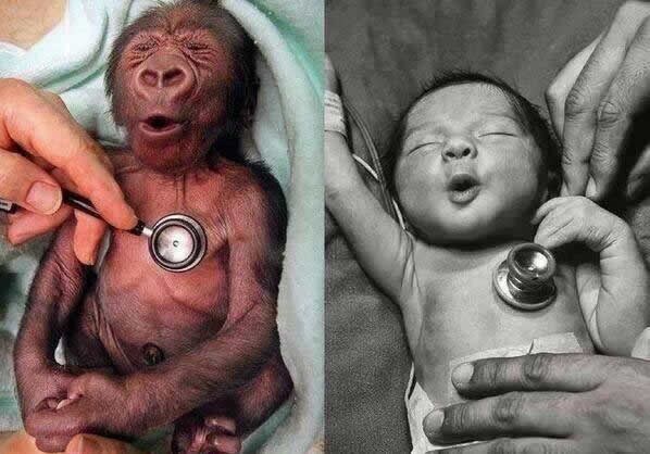 Čovjek je životinja