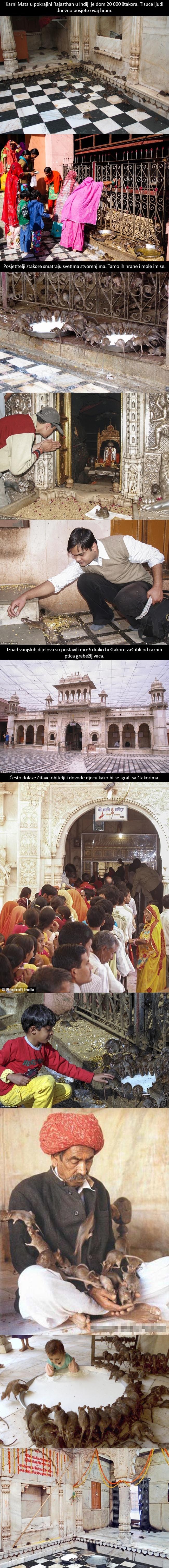 Dobrodošli u Karni Mata, hram svetih štakora