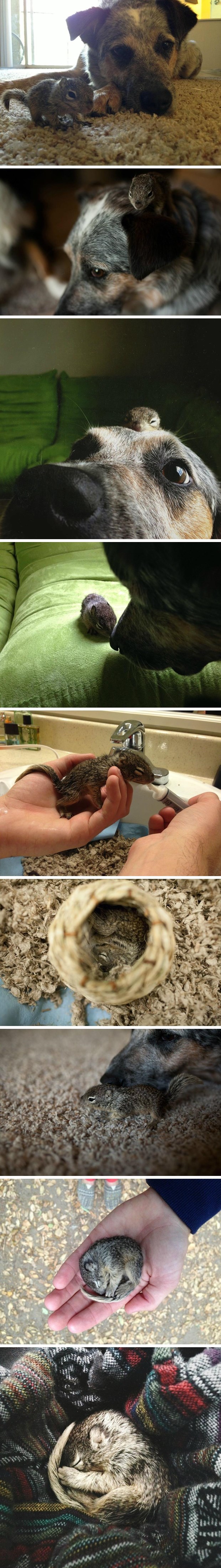 Spasili malu vjevericu, dobila i velikog frenda psa