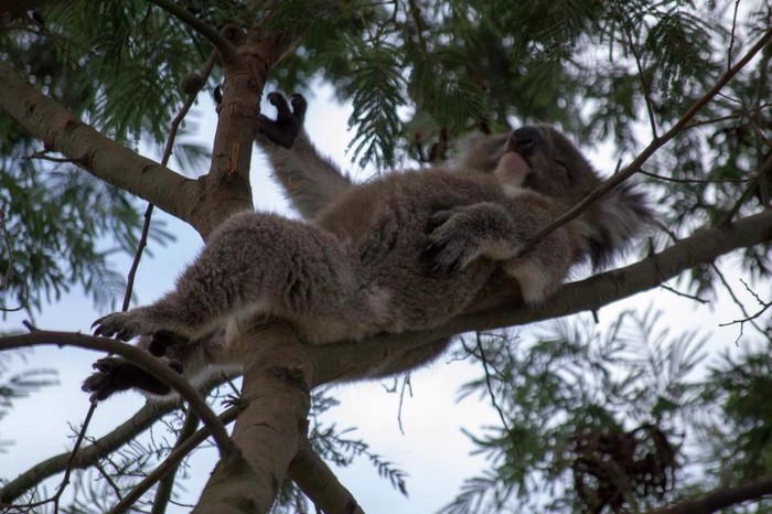 I ova koala zna da je nedjelja dan za izležavanje