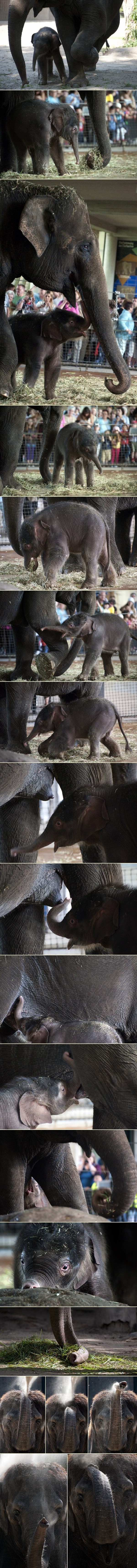 Molim, bez paparazza: Mama slonica bacala prašinu na ljude