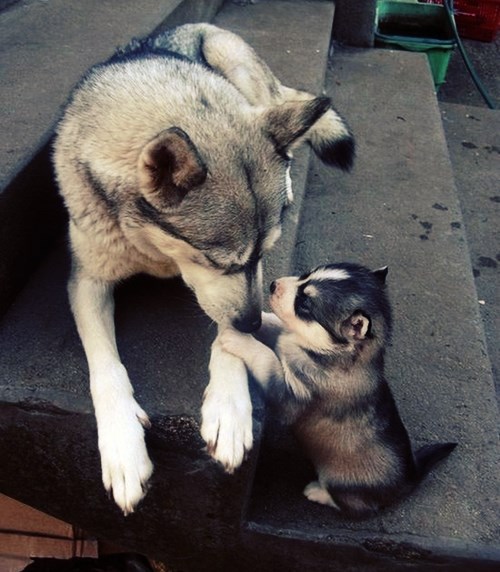 Tata, taataaa, a jel smijem do 11 ostati, a daj, veliki sam!