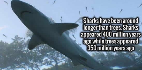 Morski psi su stariji od drveća!