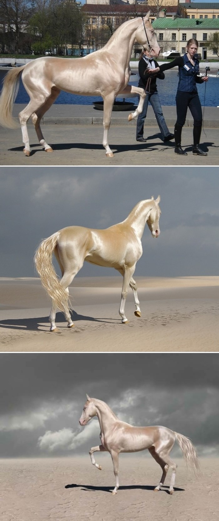TopŽivotinje 2014: Najljepši konj na svijetu