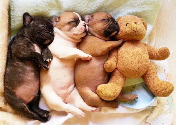 Pospani buconje ne žele u krevet bez svog medeka