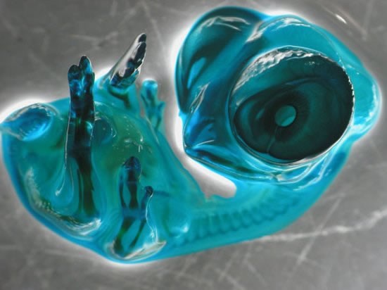 Pileći embrijo pod snimljen stereomikroskopskom metodom