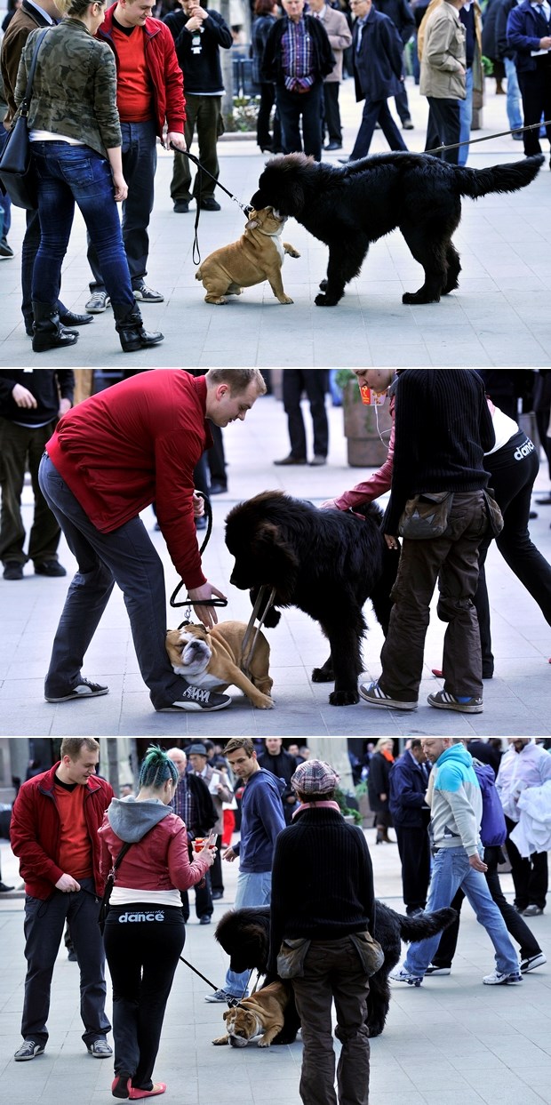 Eeeeeej, veliki, nemoj me pojesti!!!