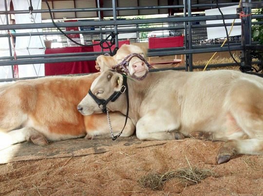 I kravice se vole i grle!