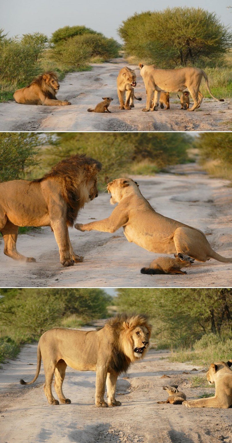 Majčinski instinkt lavice proradio u posljednjoj sekundi za spas