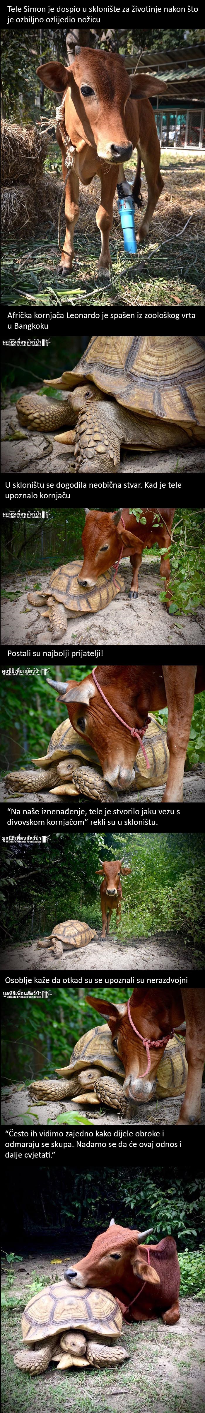 NEOBIČNO PRIJATELJSTVO: Kako su tele i divovska kornjača postali najbolji prijatelji