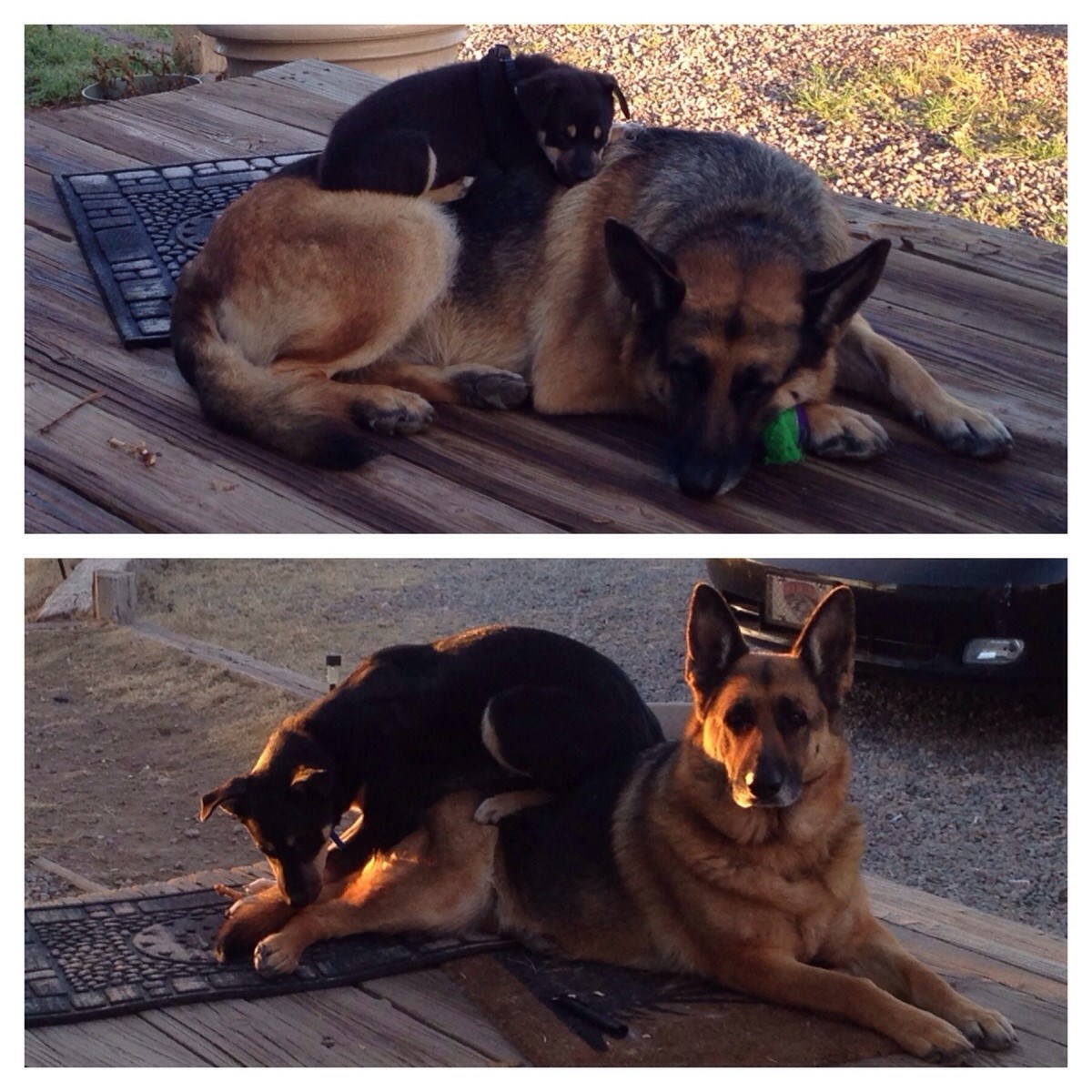 Raste, ali se najdražeg "jastuka" ne odriče