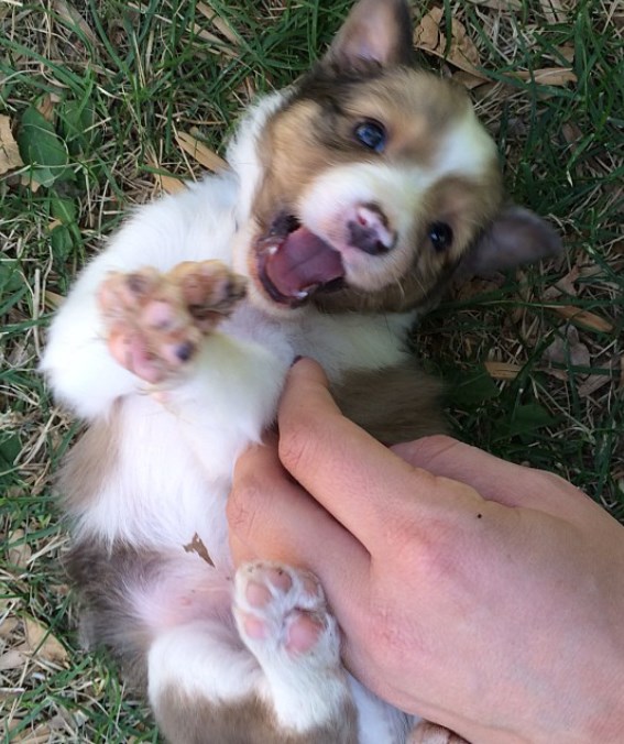 Psić koji obožava škakljanje