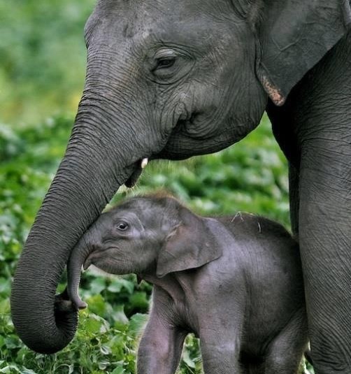 Slonić pod nježnom zaštitom velikog, jakog tate