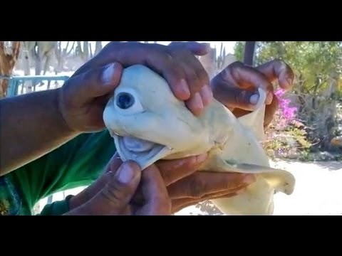 VIDEO Najčudnije stvorenje ikad ulovljeno ima jedno oko, nikada ne biste pogodili koja je ovo životinja!