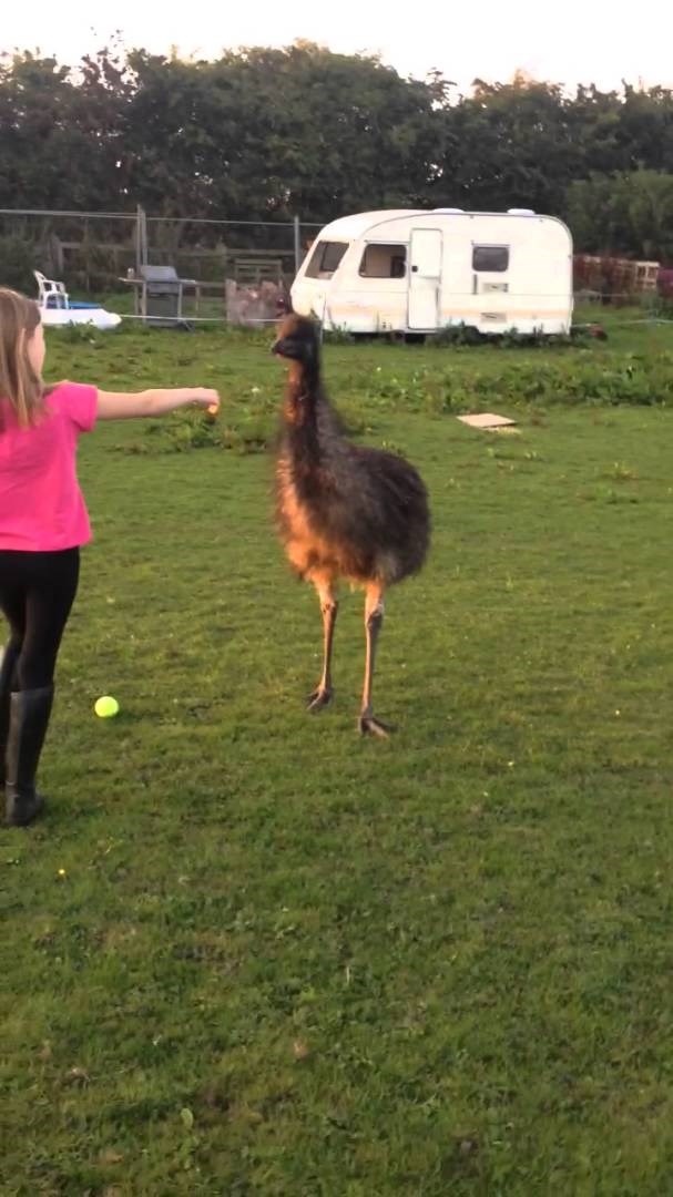 VIDEO: Još samo da zalaje