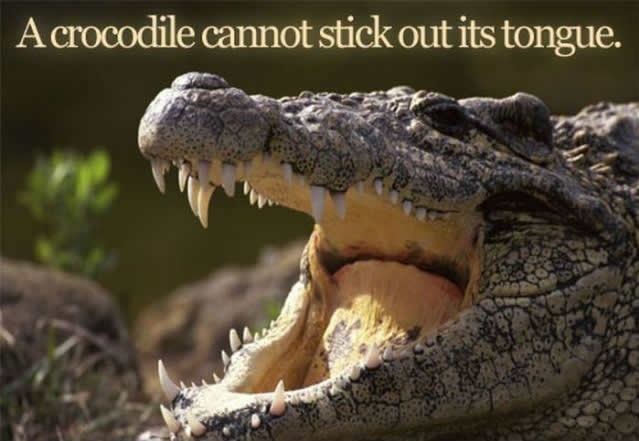 Krokodil je jedina životinja koja se ne može beljiti